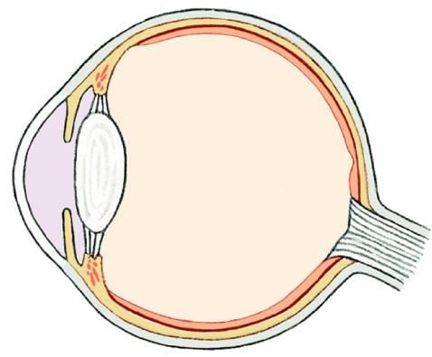 glare Animals that see in low light have a shiny choroid called tapedum lucidum Ciliary Body Contains ciliary muscles which attach to suspensory ligaments of lens Used to focus lens Lens Separates