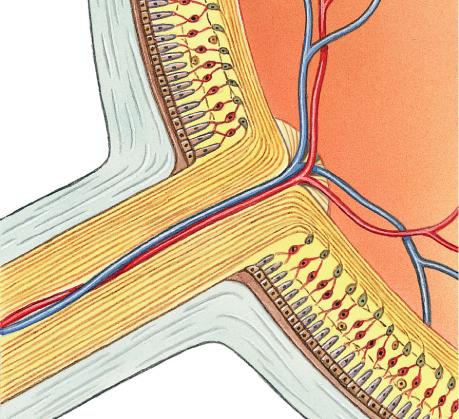 Neural Tunic Retina Photoreceptors Rods - dim light, periphery of retina Cones -bight light, macula lutea, fovea