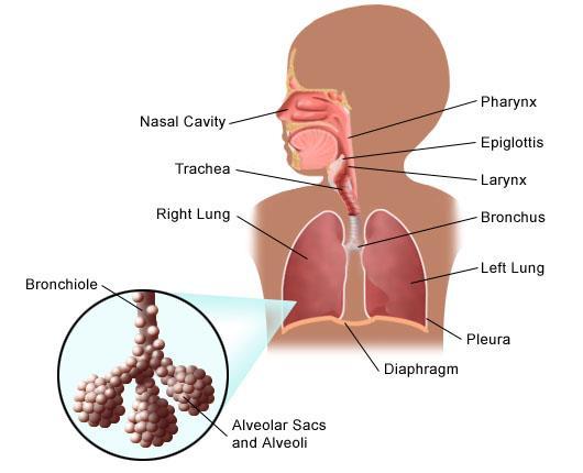 Introduction Respiratory System Organs: 1) Starting from the Nose (nasal cavity). 2) Pharynx (Nasopharynx, oropharynx and laryngopharynx, previously discussed in the GI system).