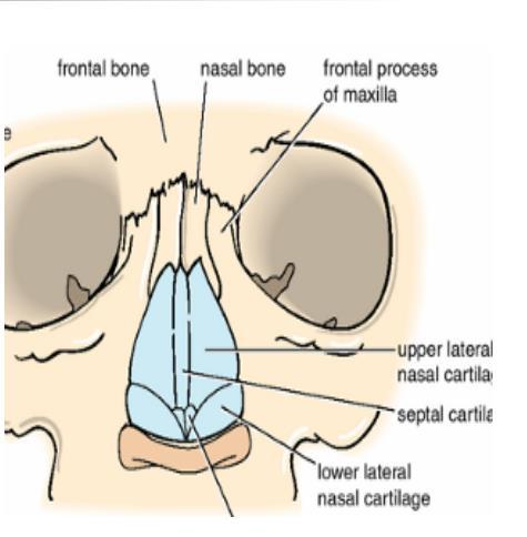 7. Excretes small amounts of water and heat. Starting from the first respiratory organ, the nose: The Nose is mainly divided to: 1) External Nose. 2) Internal Nose (Nasal Cavity).