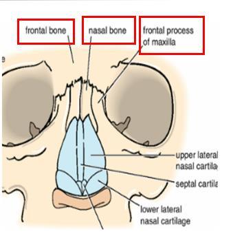 there is maxillary process of frontal bone.