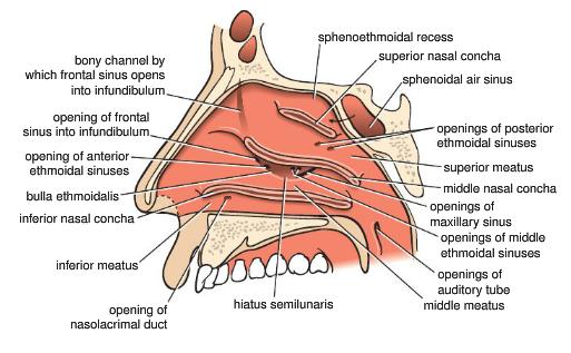 Sphenoethmoidal recess Sphenoid sinus Meatuses Superior Posterior ethmoid sinus Middle Bulla ethmoidalis Middle ethmoid sinus
