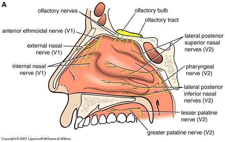 Nasal Cavity: