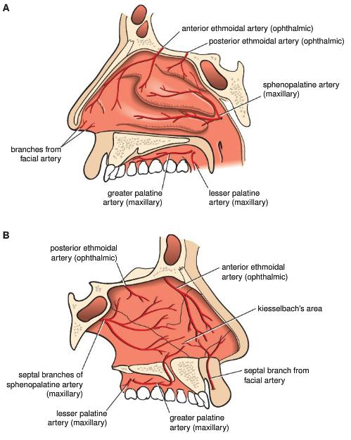 Nasal Cavity: Blood Supply Anterior & posterior ethmoidal aa.