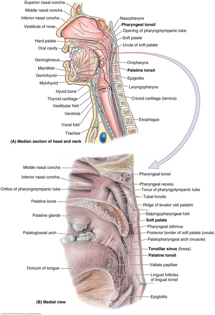Nasopharynx Above soft palate Openings Internal nares Pharyngeal isthmus Auditory (Eustachian, pharyngotympanic) tube