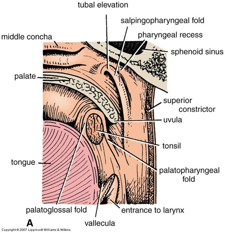 Oropharynx At lateral wall Palatoglossal fold Palatoglossus m.