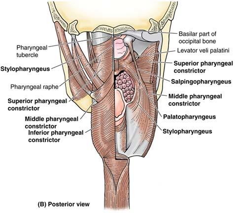 Pharyngeal Muscles External circular muscles Inserts into the pharyngeal raphe Superior,