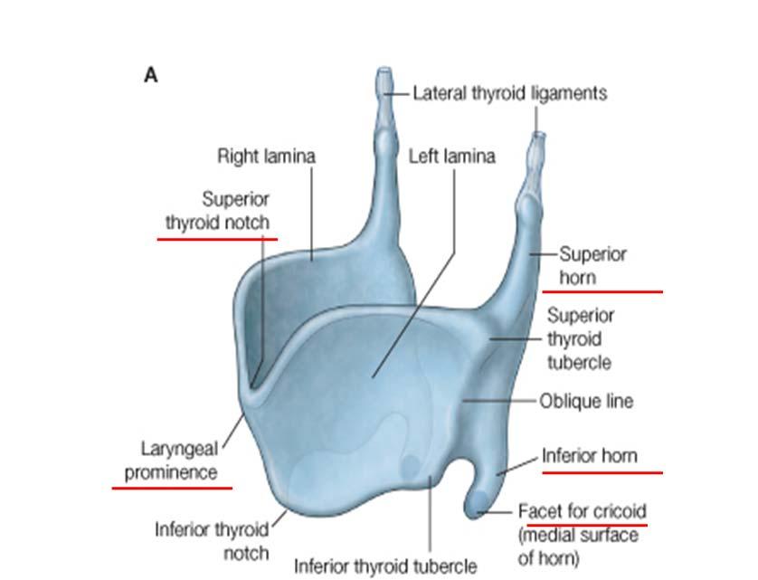 Thyroid cartilage The largest Incomplete ring Laminae Laryngeal prominence (Adam s