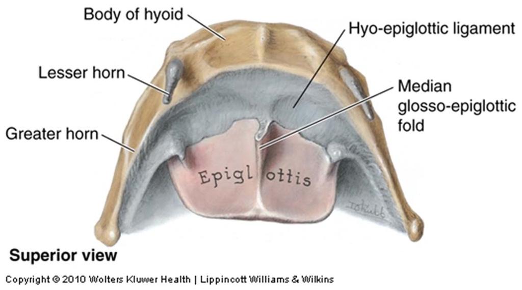 Epiglottis Leaf shape cartilage (elastic
