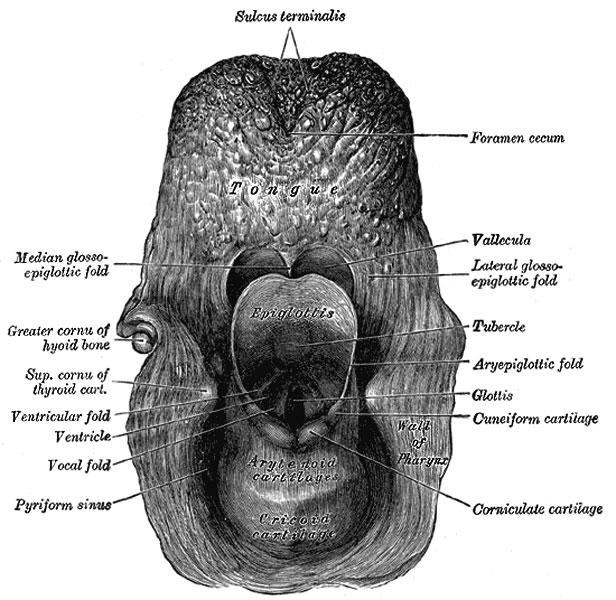 cartilage Aryepiglottic fold Median and