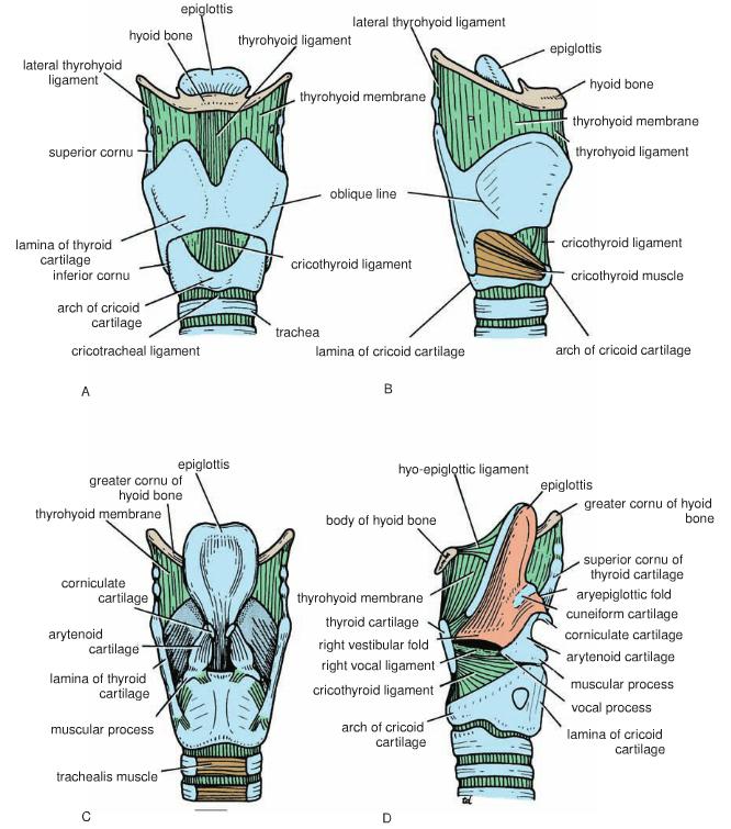 Larynx: Cartilages Corniculate cartilages Above arytenoids (attachment of