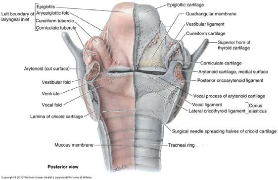Larynx: Membranes & Ligaments Thyrohyoid membrane Median thyrohyoid ligament