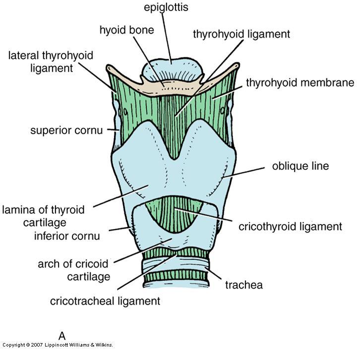 ligament (inferior margin) Vestibular fold Immovable, vascular (pinkish) Cricothyroid