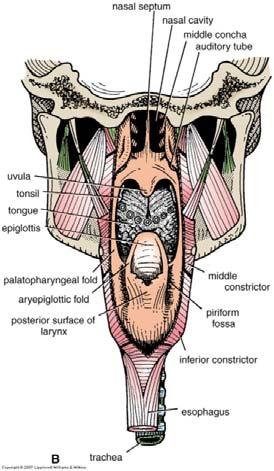 Larynx: Cavity Inlet of larynx Orientation Boundaries Vestibule