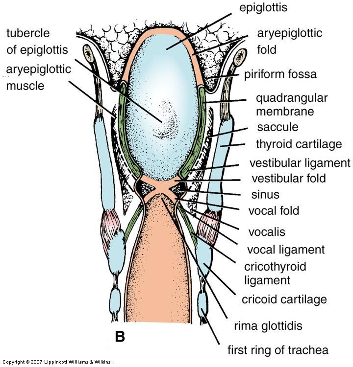 folds Laryngeal sinus (ventricle) Laryngeal saccule Lower region