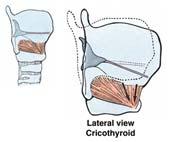 Larynx: Muscles Intrinsic muscles