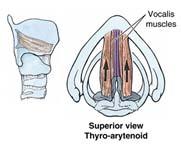 Movement of vocal cords Tensing