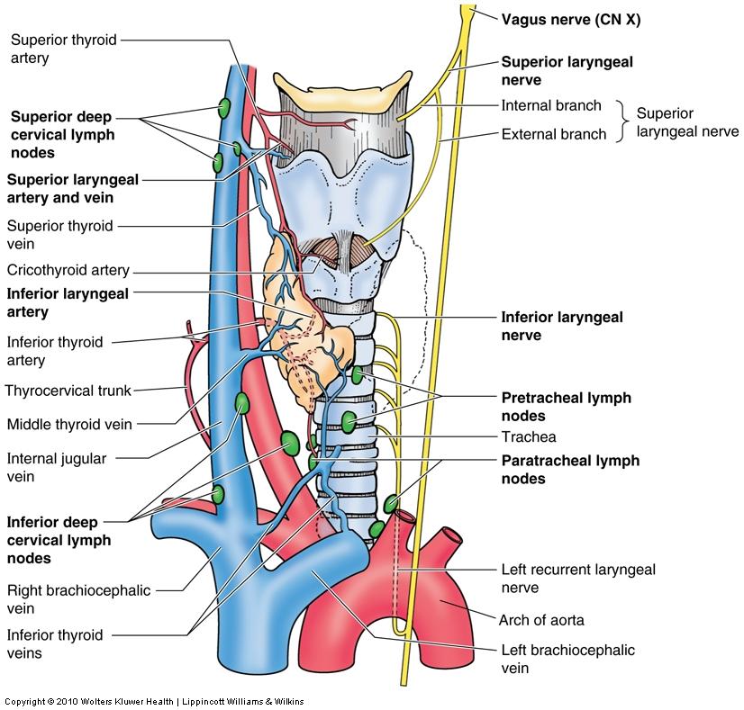 Nerve supply Sensory innervation (X) Above vocal cords: internal laryngeal n. Below vocal cords: recurrent laryngeal.