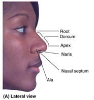 Parts Root Dorsum Apex Naris (nostrils,
