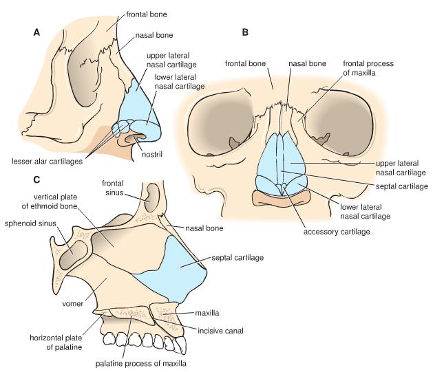 External Nose Skeleton of the nose Bony part Frontal, nasal, maxillary bones Cartilaginous part Lateral, septal, alar cartilages