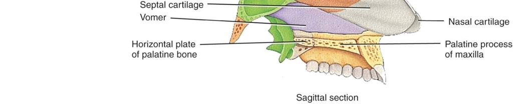 Nasal septum Bony part Perpendicular plate of