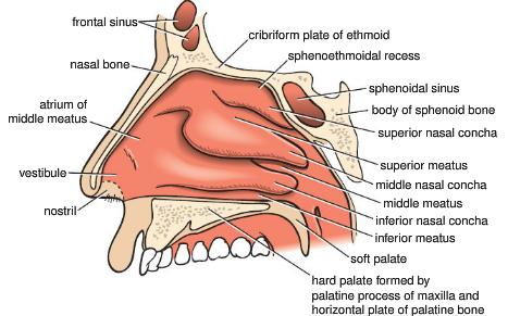 Parts Nasal vestibule Nasal septum Choanae (posterior nasal apertures) Walls of the nasal cavity Floor Roof Lateral