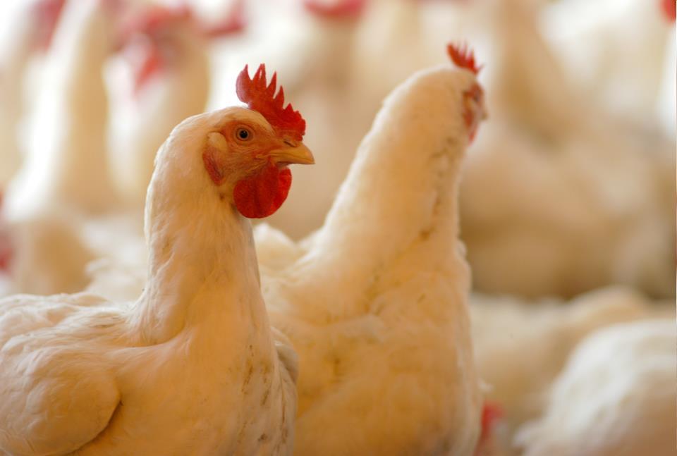 Poultry Gut Health
