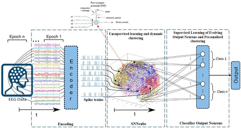 2 THE NEUCUBE SPIKING NEURAL NETWORK ARCHITECTURE FOR SSTD Spiking Neural Network (SNN) models can learn both space and time components from data and are considered as suitable models to process SSTD