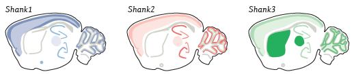 CNS expression SHANK1 cortex, thalamus, amygdala, hippocampus (CA1 and CA3), cerebellum SHANK2 cortex, thalamus, hippocampus (CA1 and CA3), dentate