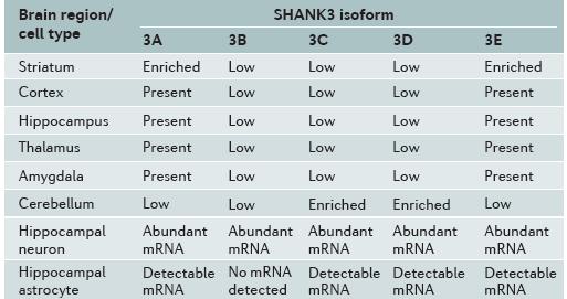SHANK3 isoforms