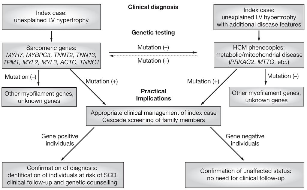 Limited Role of Genetic Testing in risk Stratification of HCM