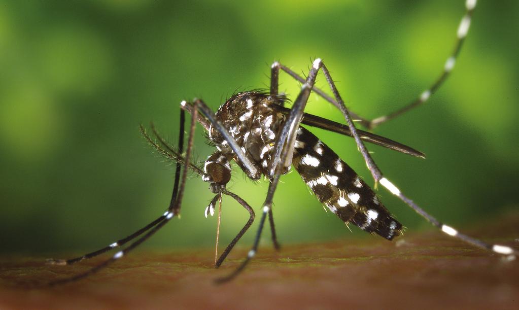 2 SEXUAL AND REPRODUCTIVE HEALTH IN THE CONTEXT OF ZIKA VIRUS Transmission, Pregnancy & Human Rights Photo: Wikipedia Zika virus is transmitted through the bite of an infected Aedes mosquito, from