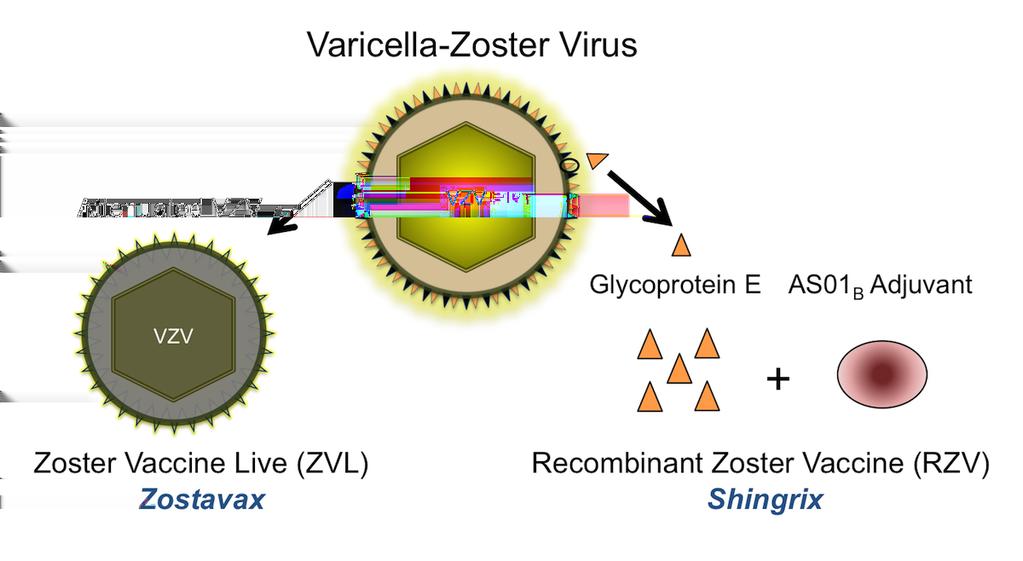 Figure 4 Herpes Zoster Vaccines