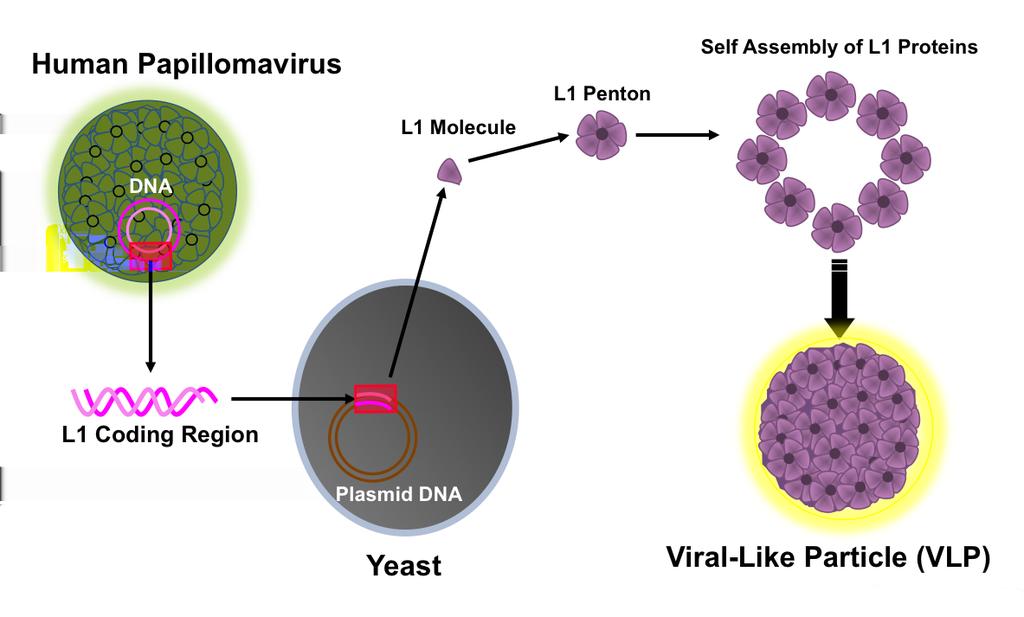 Figure 5 Production of Human Papillomavirus Subunit Vaccine Conceptual rendition of production of human papillomavirus vaccine.
