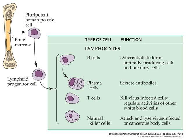 There are several types of lymphocytes involved
