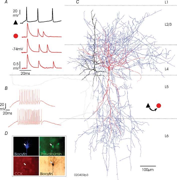 J Physiol 580.1 Synaptic connections made by layer 4 interneurones 159 interspike interval were significant, analysis of variance and pairwise unpaired Student s t tests were performed (see Methods).
