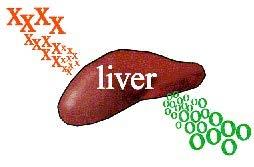 What is the Liver?