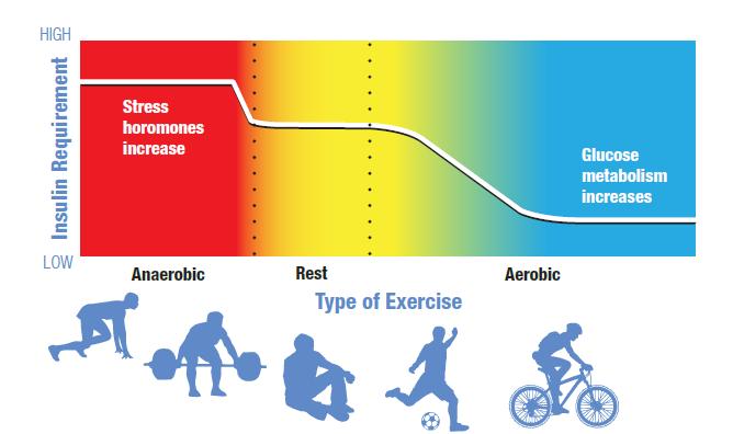 Insulin needs and the exercise spectrum M.C.