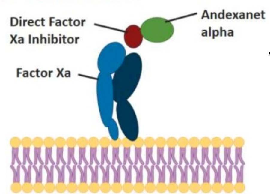Andexanet Alpha for Acute Major Bleeding Associated with Factor Xa Inhibitors: ANNEXA 4 Recombinant human FXa decoy. Binds with high affinity to anti Xa DOAC, blocking inhibition of FXa.