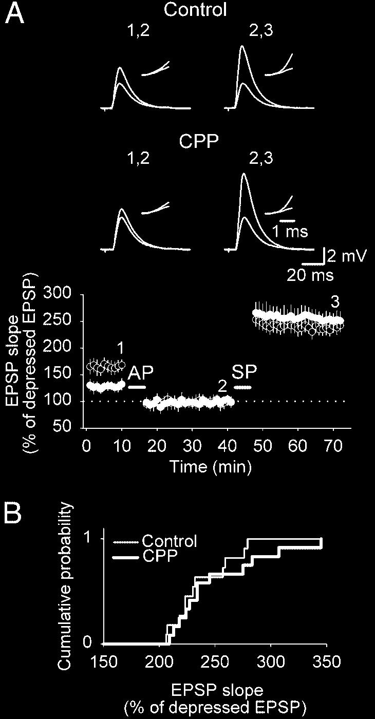 Fig. 3. The dynamic range of CA3-CA1 synapses is unaffected by chronic NMDA receptor blockade. (A Lower) LTD was induced with AP, and, subsequently, LTP was evoked by SP.