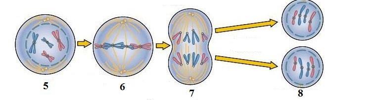 PART 4 MITOSIS & MEIOSIS Homologue is a homologous pair of chromosomes 1. Which set to diagrams (top, middle or bottom) is Mitosis? 2. Which set to diagrams (top, middle or bottom) is Meiosis I? 3.