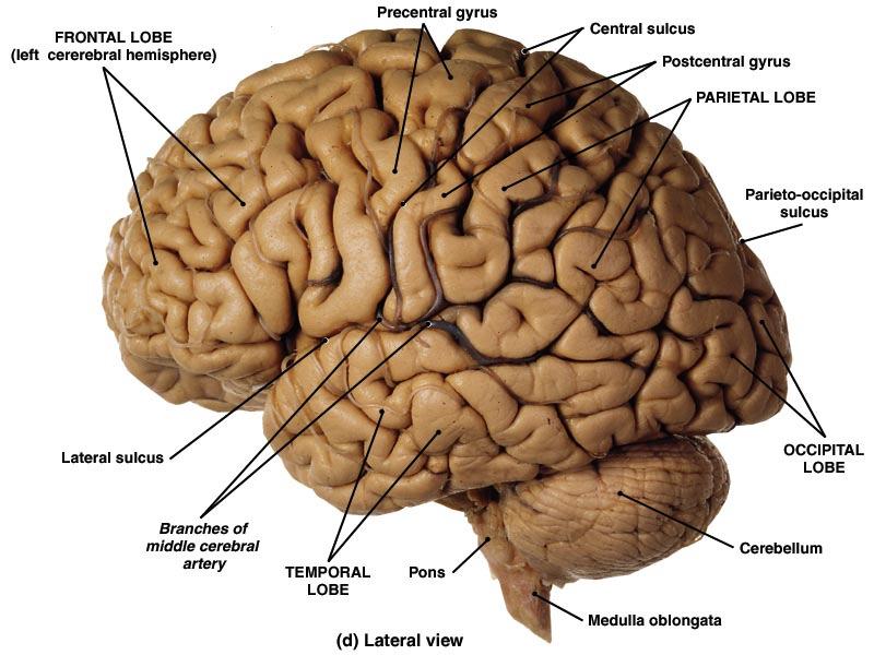 Diencephalon Hypothalamus major functions: 5. Regulation of eating and drinking Feeding center (hunger) Satiety center (inhibits feeding center) Thirst Center 6. Control of body temperature 7.