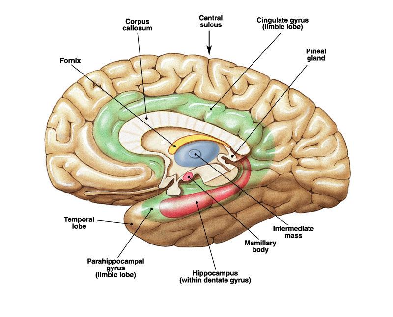of the cerebral hemispheres 2.