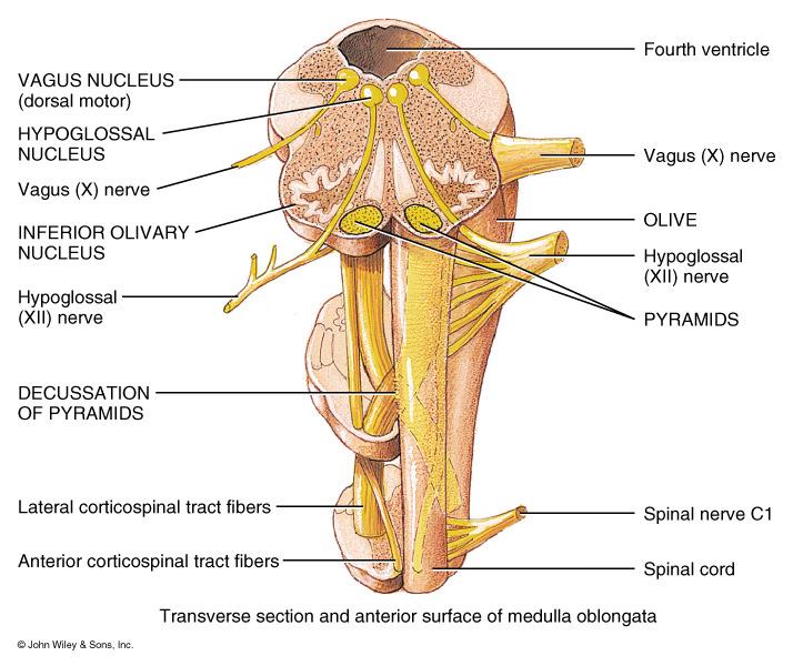 Medulla Oblongata Pyramids: Axons from the largest motor tracts from the cerebrum to the Spinal Cord.