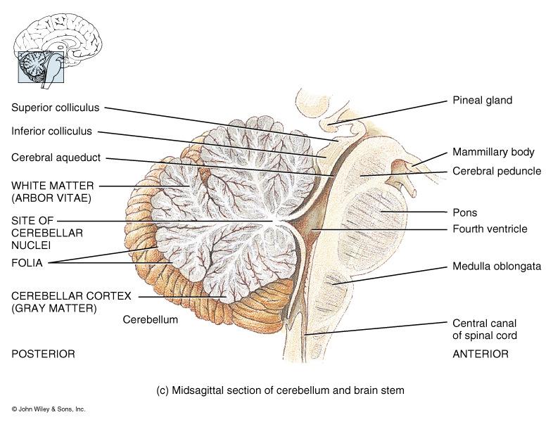 midbrain or mesencephalon Nuclei associated with two cranial nerves: 1. Oculomotor: controls movement of the eyeballs, constriction of the pupil, and shape of the lens 2.