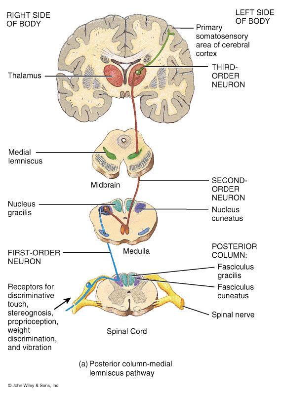 Diencephalon Thalamus: Masses of gray matter organized into nuclei with interspersed tracts of white matter.