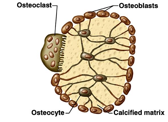 Osteoblasts build bone.