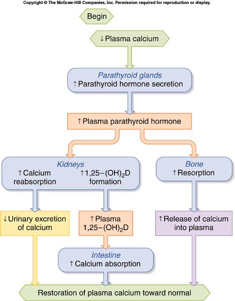 Parathormone s action to restore normal calcium levels include increased calcium reabsorption in the kidneys, increased