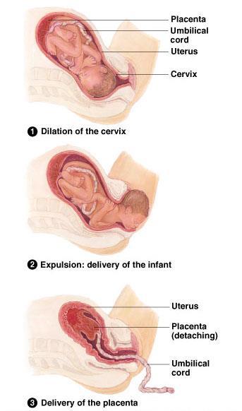 Parturition occurs as a result of labor. First stage: opening up and thinning of the cervix. Ending in complete dilation.