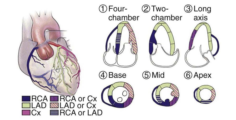 distribution of blood flow Otto